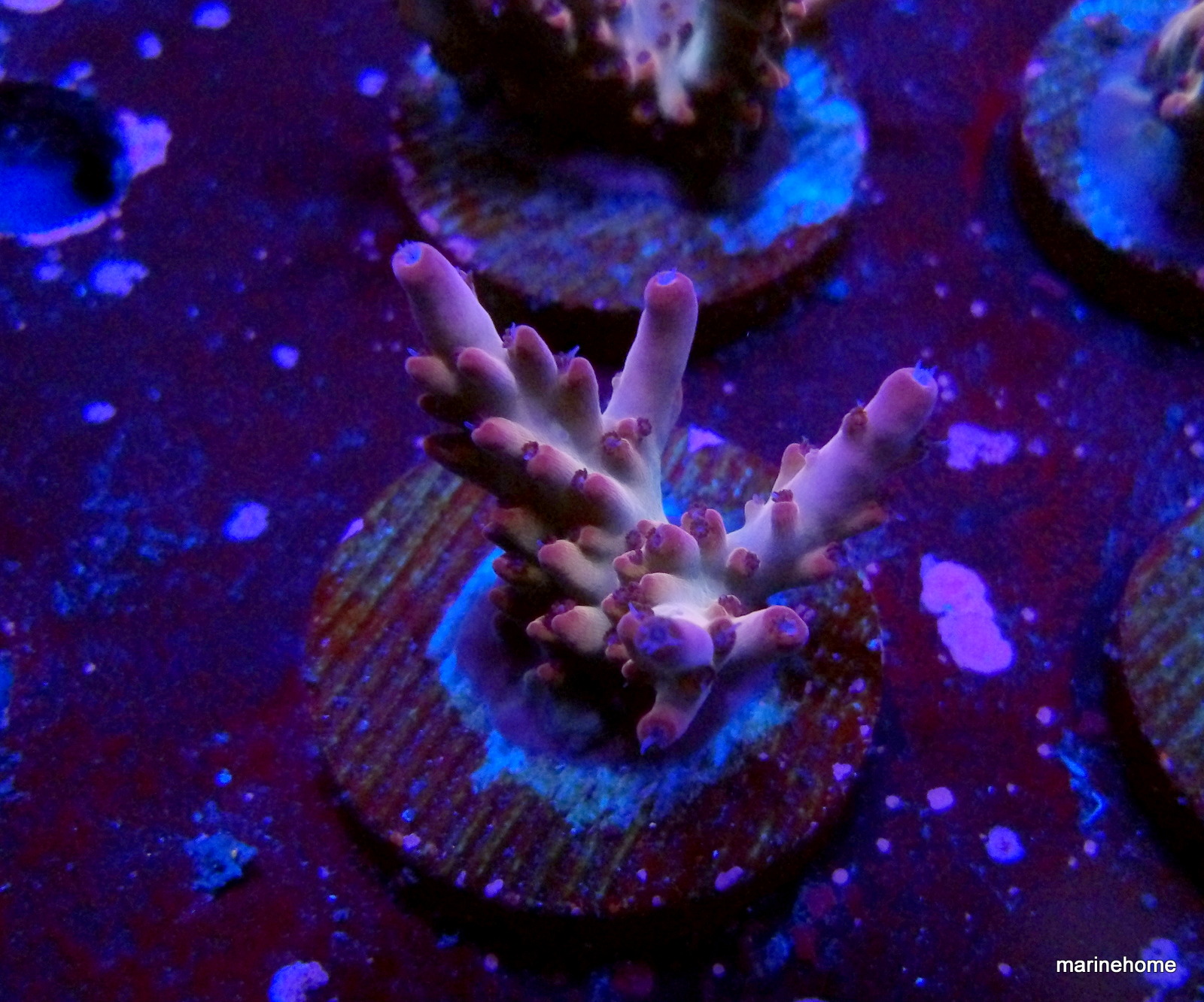 KODAK Digital Still Camera