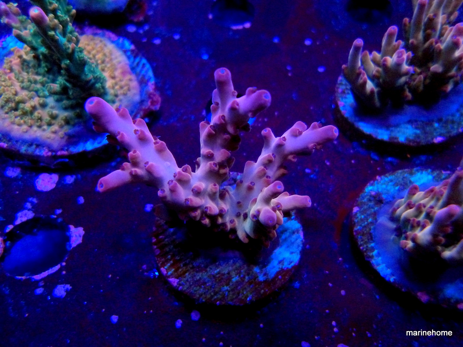 KODAK Digital Still Camera