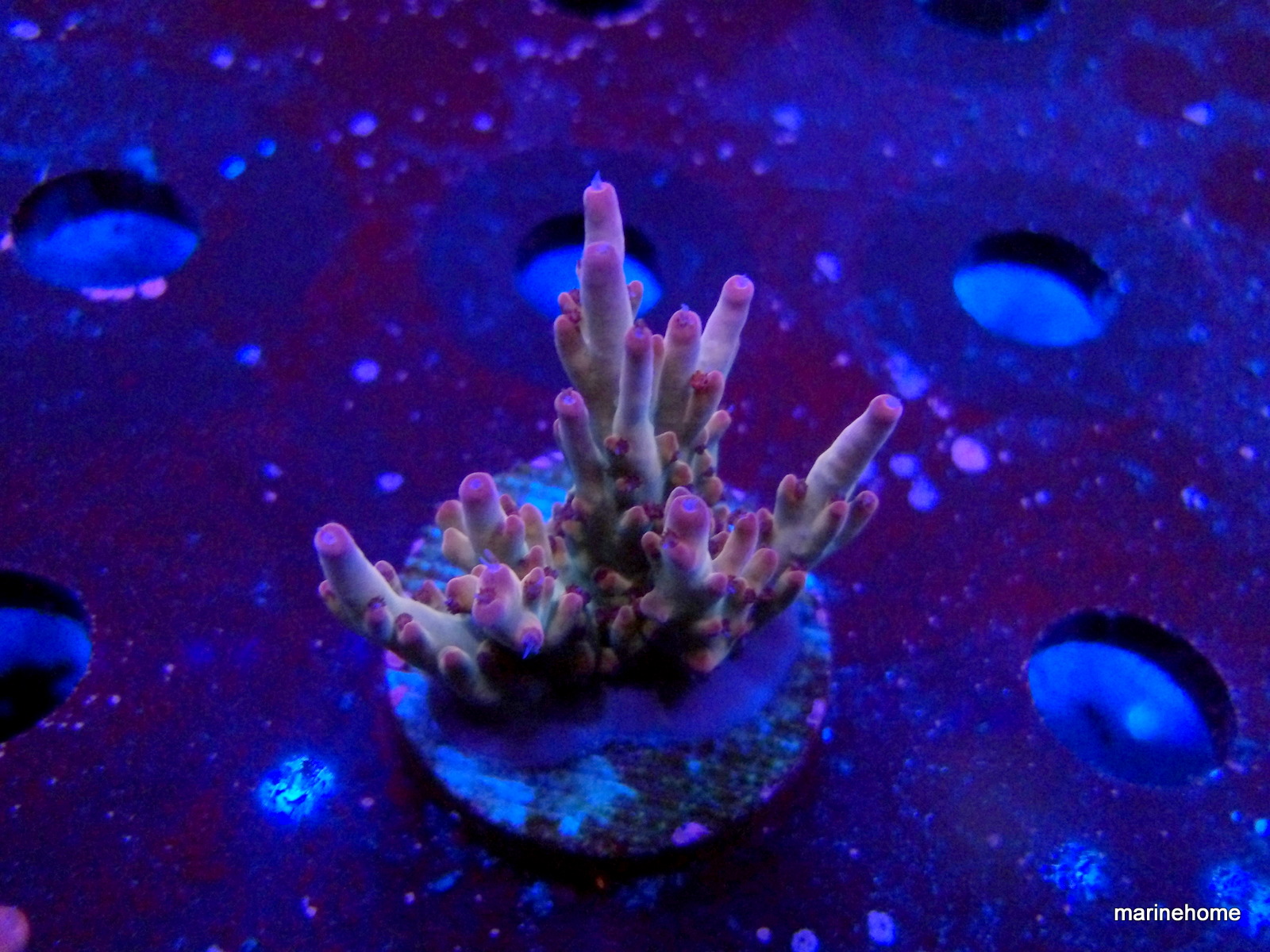 KODAK Digital Still Camera