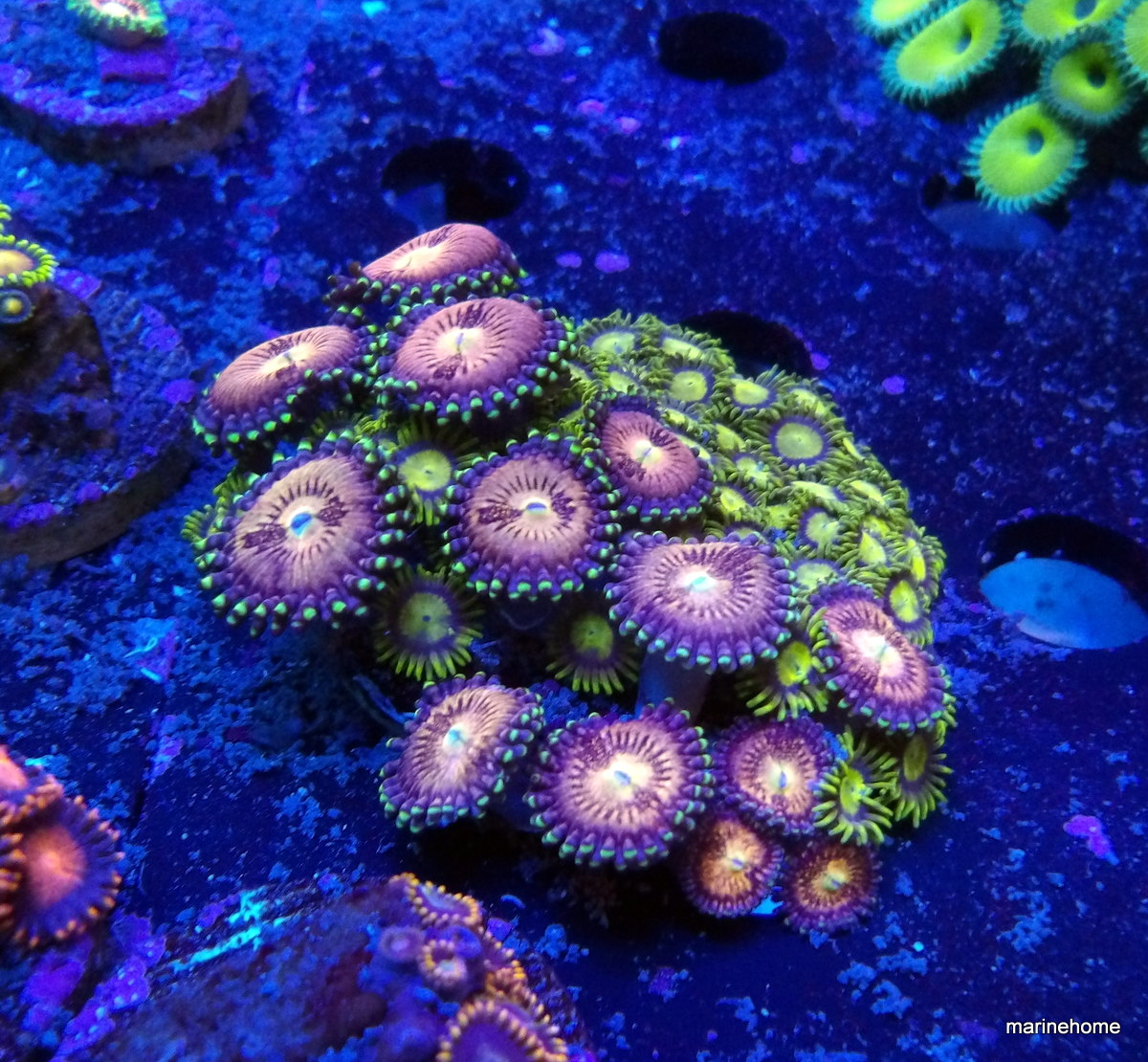 KODAK Digital Still Camera