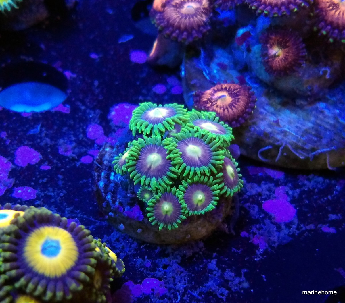 KODAK Digital Still Camera