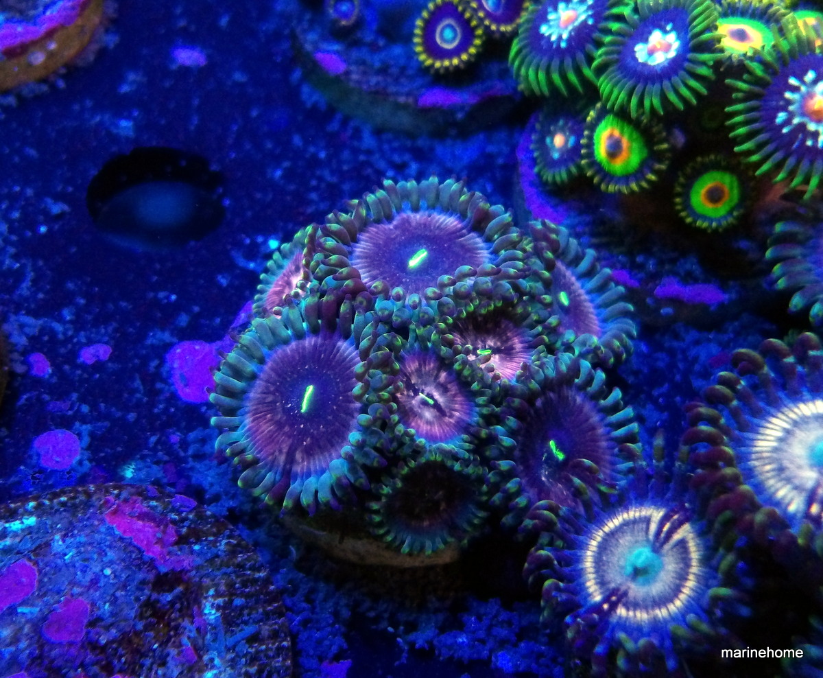 KODAK Digital Still Camera