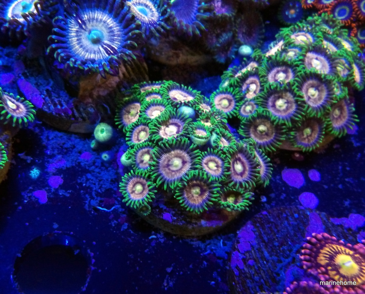 KODAK Digital Still Camera