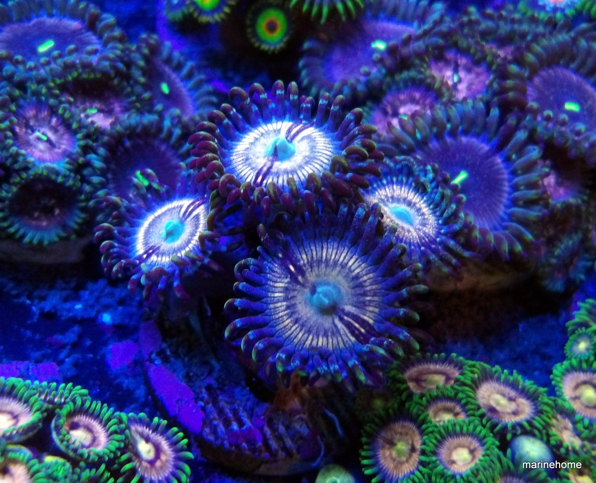 KODAK Digital Still Camera