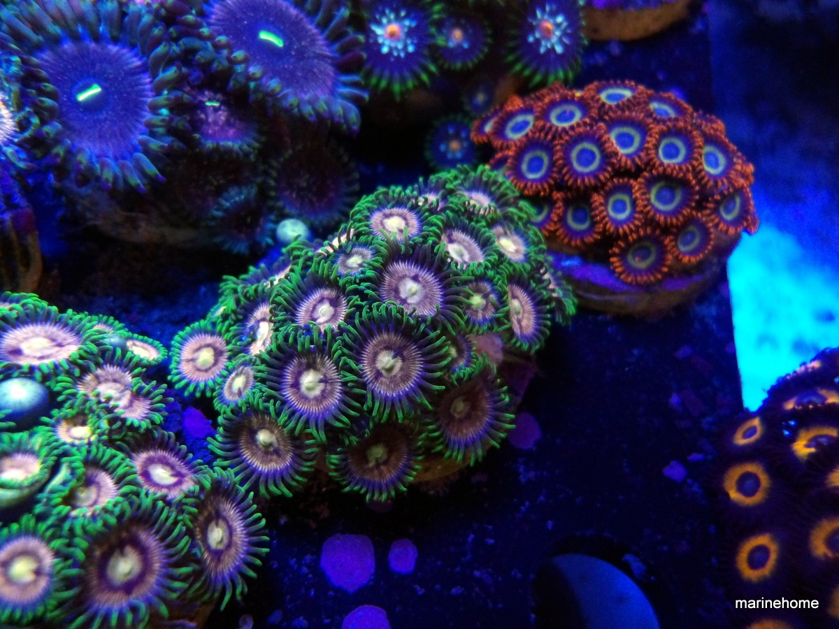 KODAK Digital Still Camera