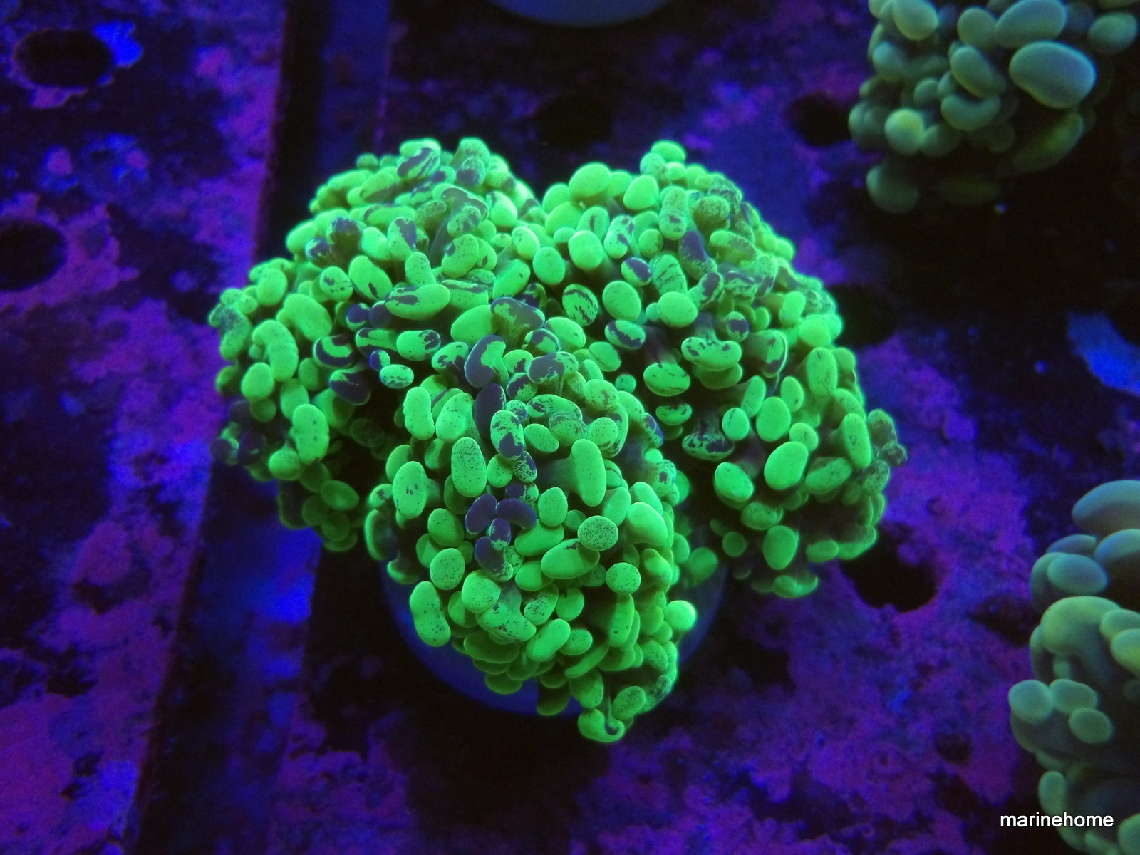 KODAK Digital Still Camera