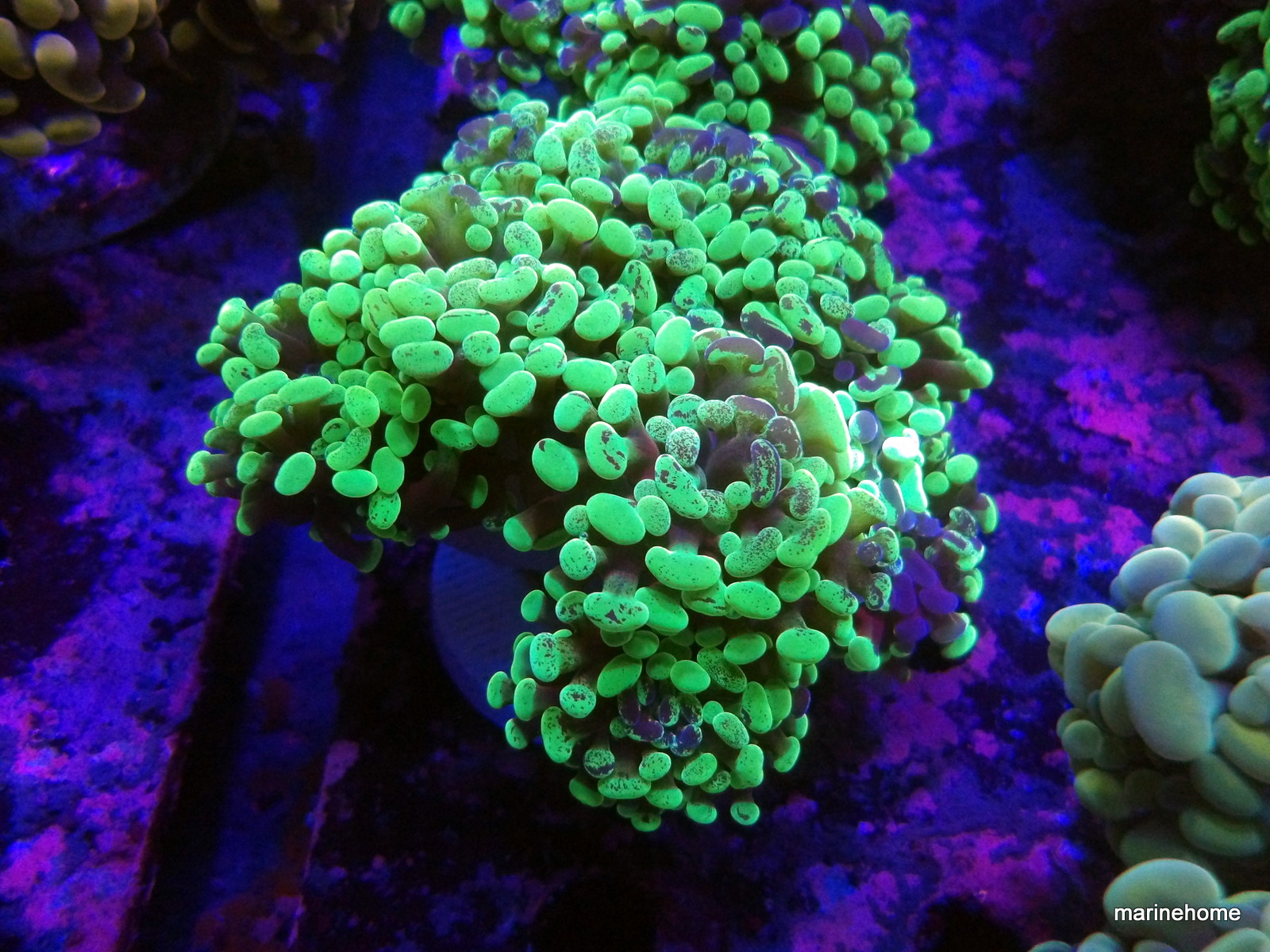 KODAK Digital Still Camera