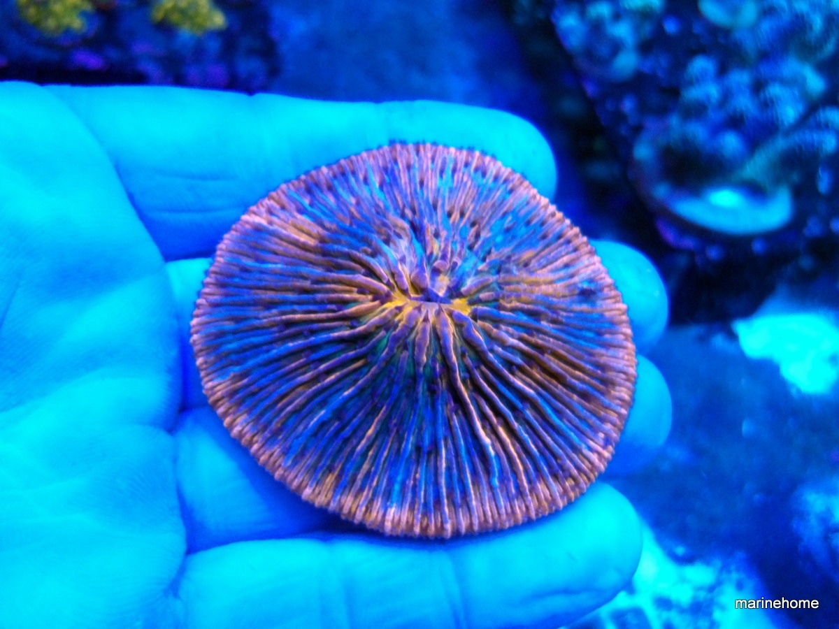 KODAK Digital Still Camera