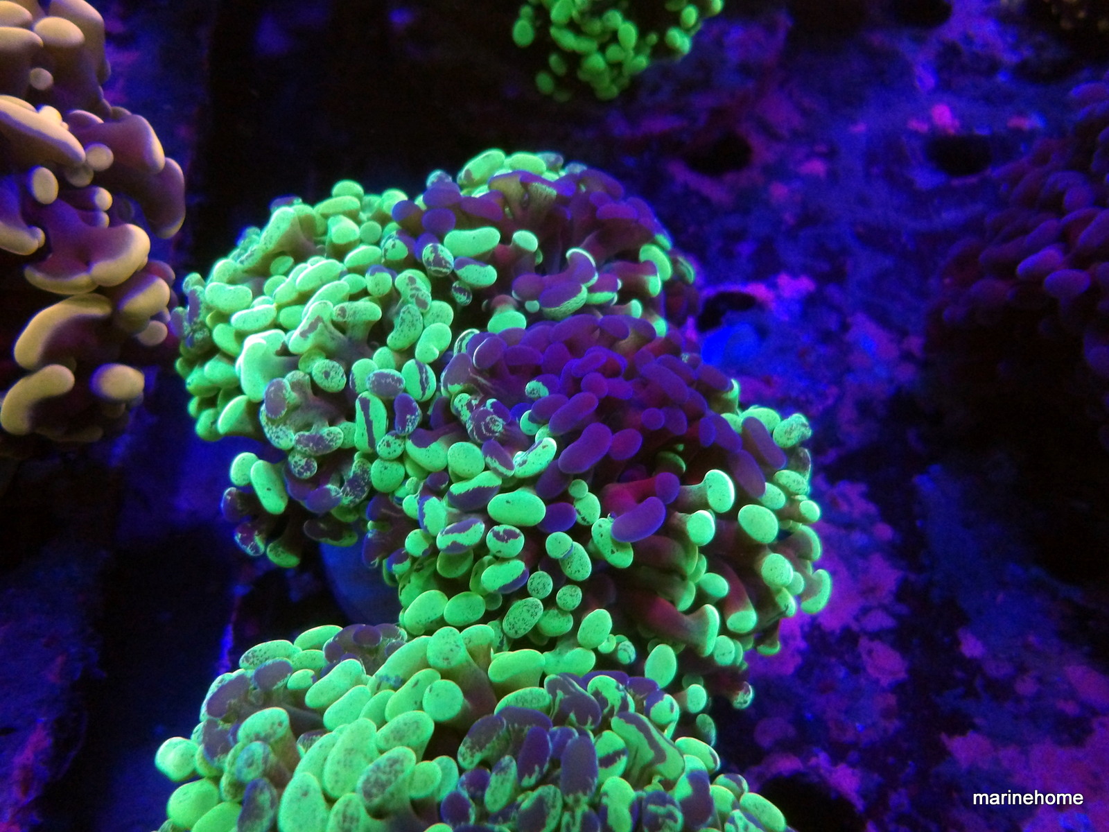 KODAK Digital Still Camera