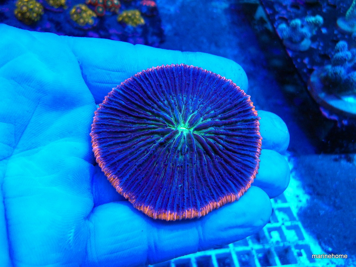 KODAK Digital Still Camera