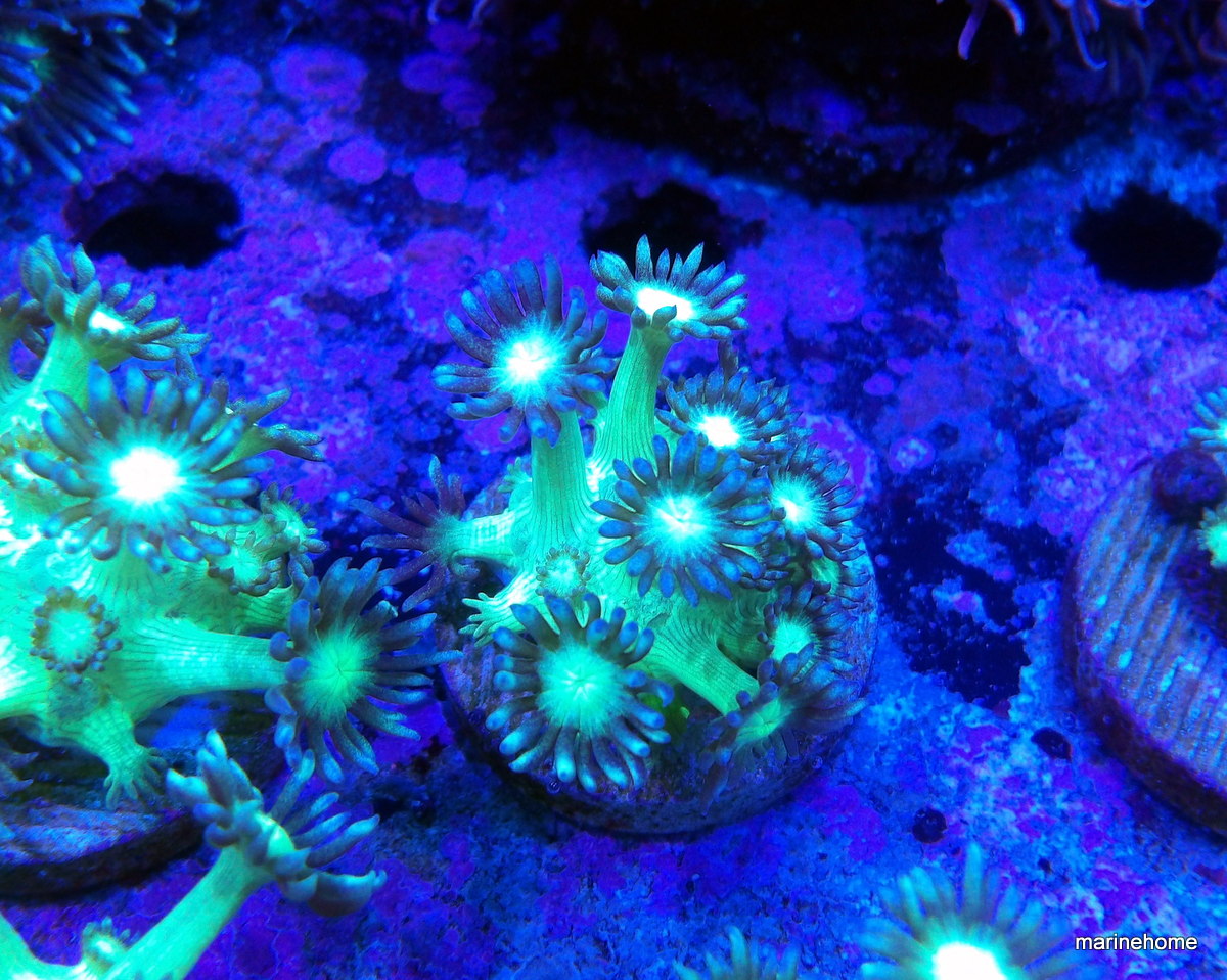 KODAK Digital Still Camera