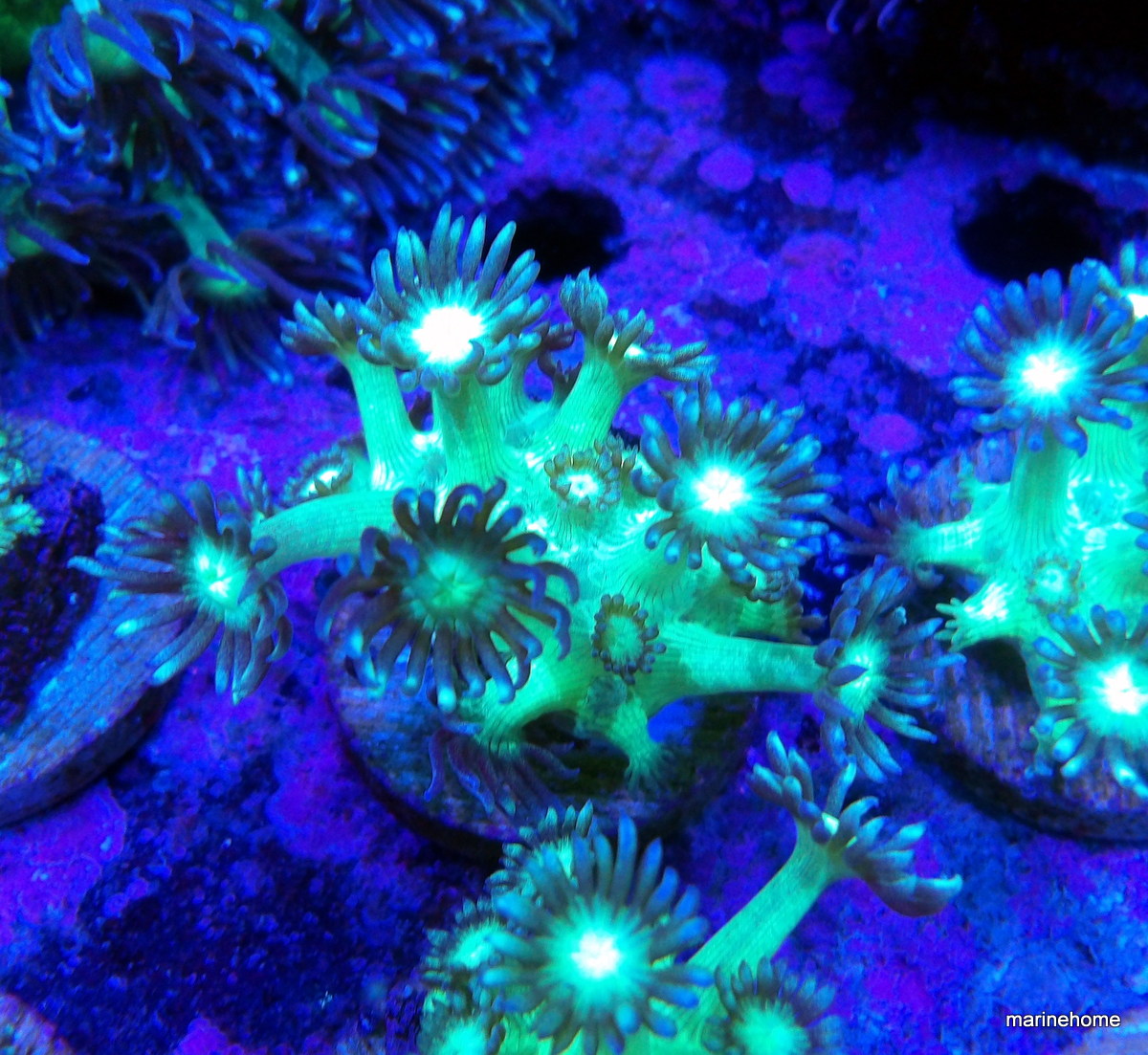 KODAK Digital Still Camera