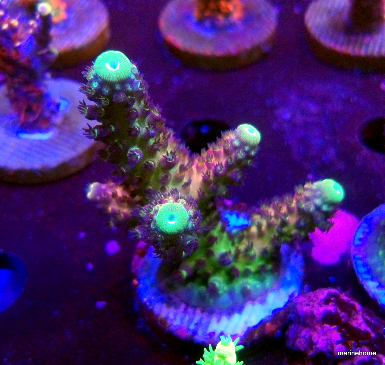 KODAK Digital Still Camera