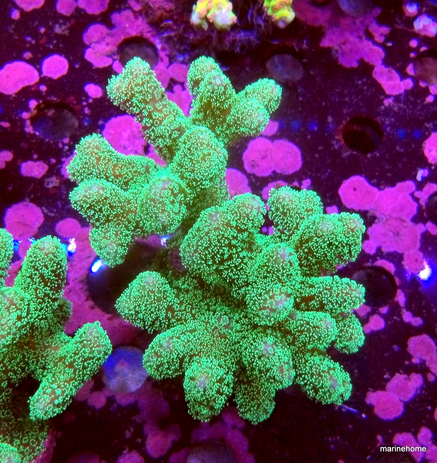 KODAK Digital Still Camera