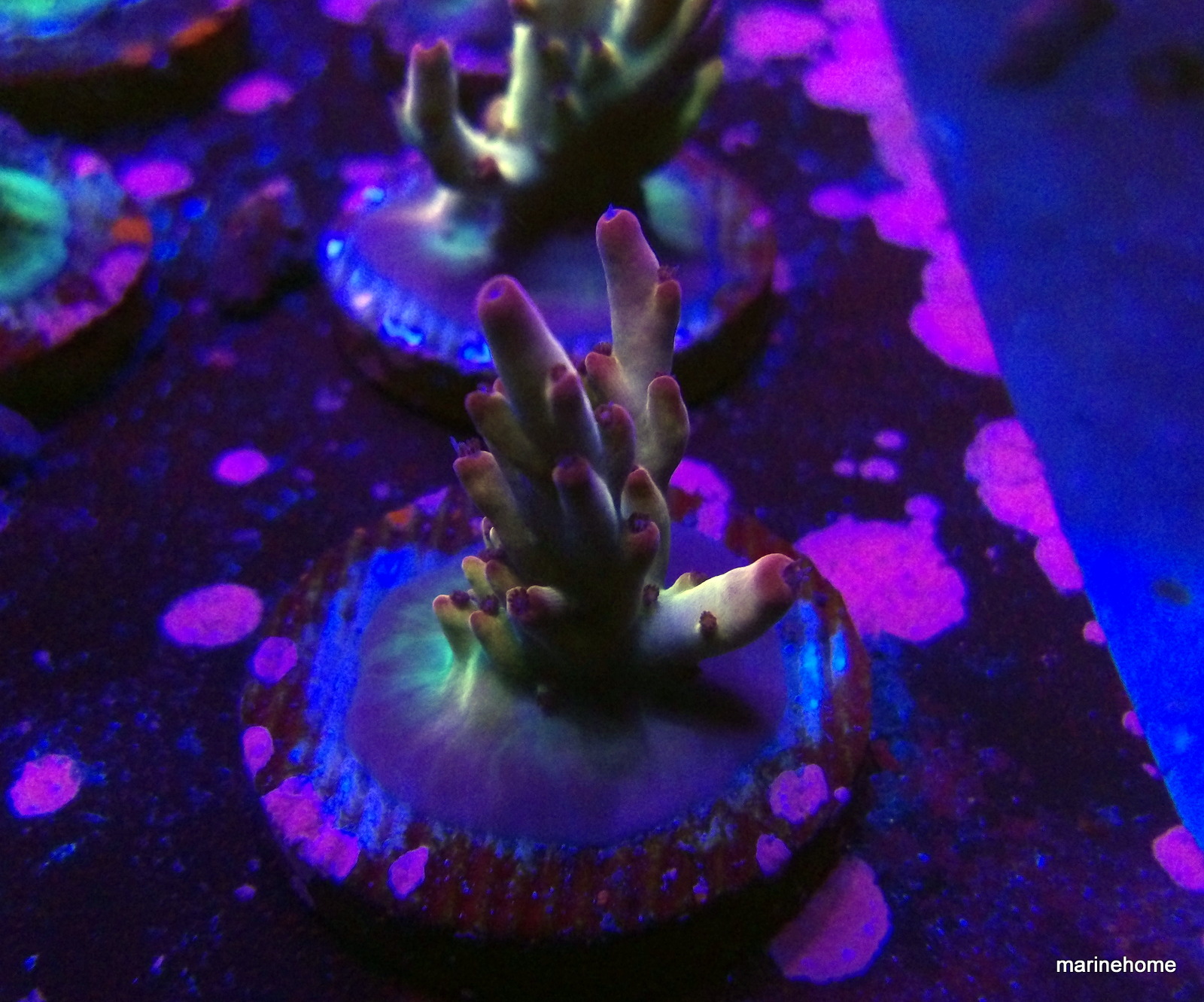 KODAK Digital Still Camera