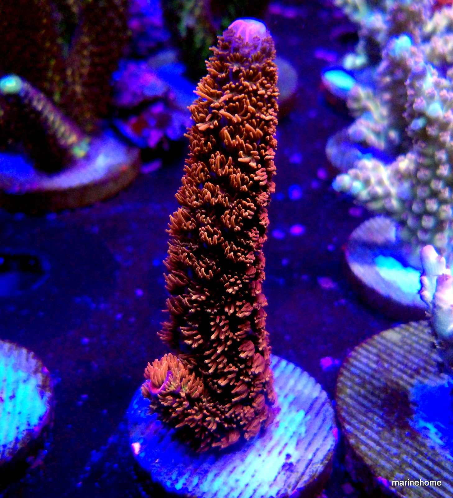 KODAK Digital Still Camera