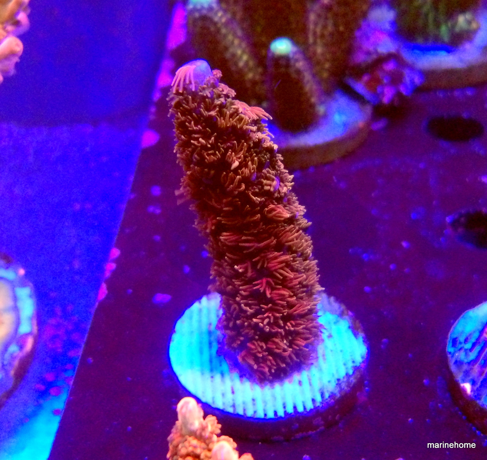 KODAK Digital Still Camera