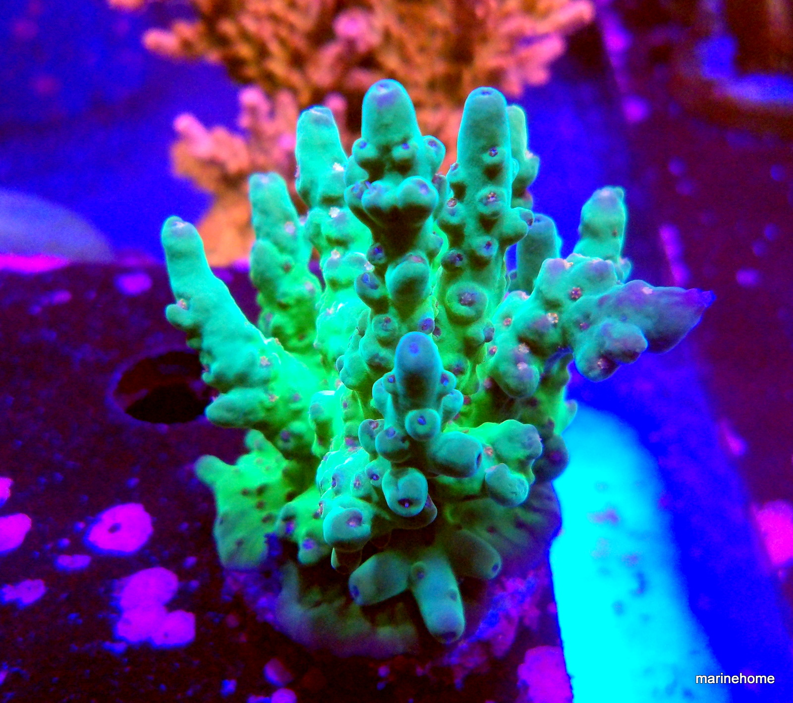 KODAK Digital Still Camera