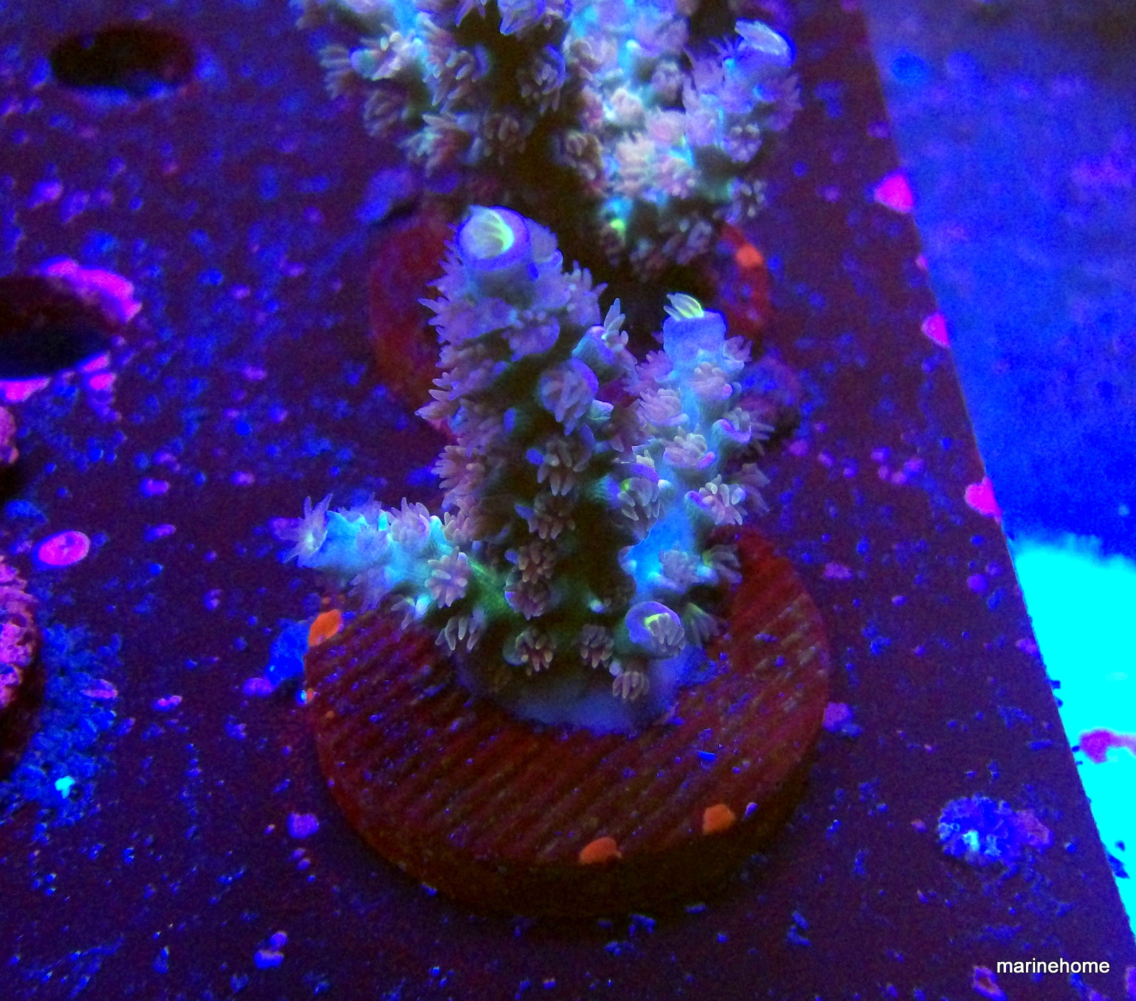 KODAK Digital Still Camera