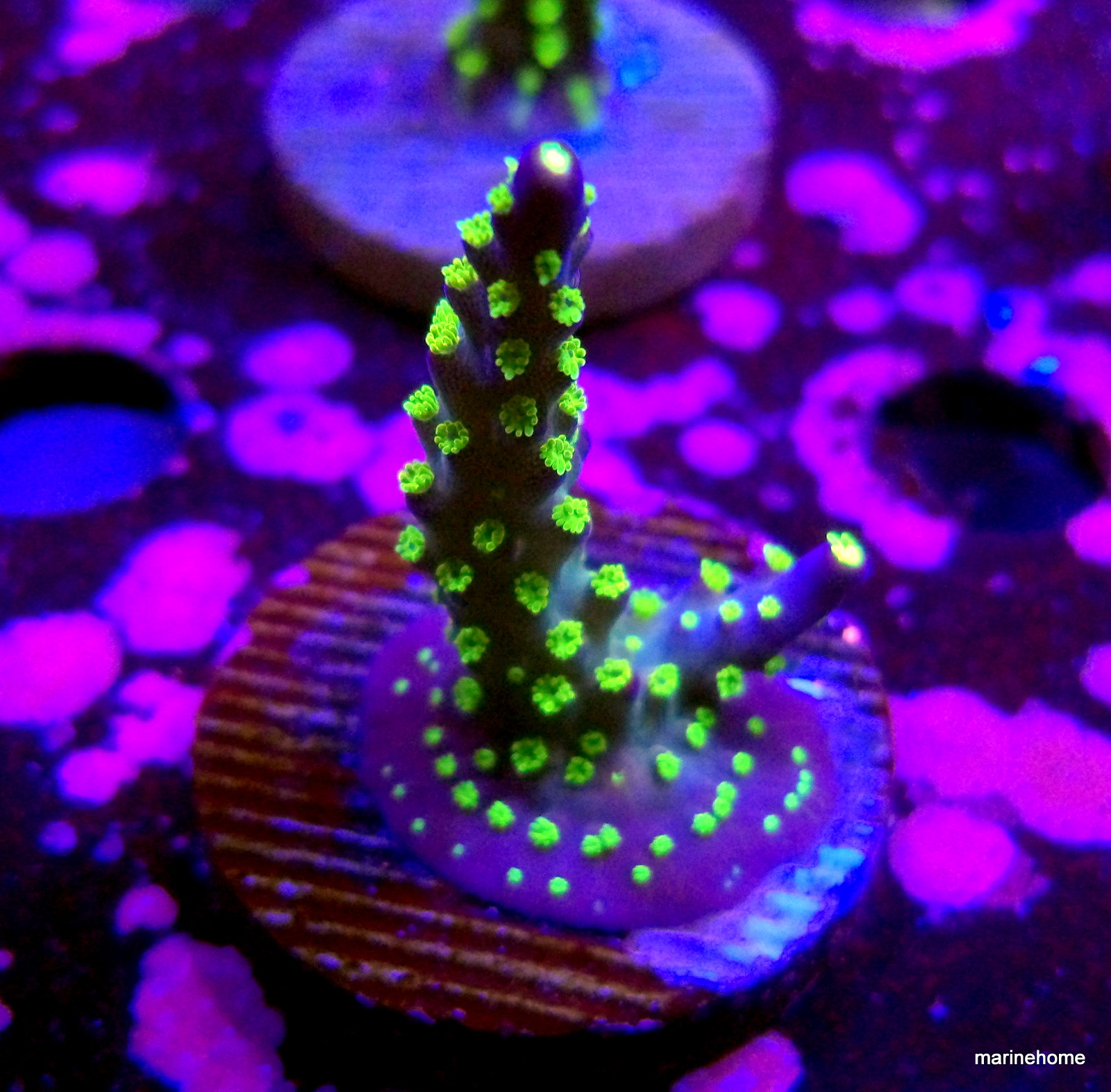 KODAK Digital Still Camera