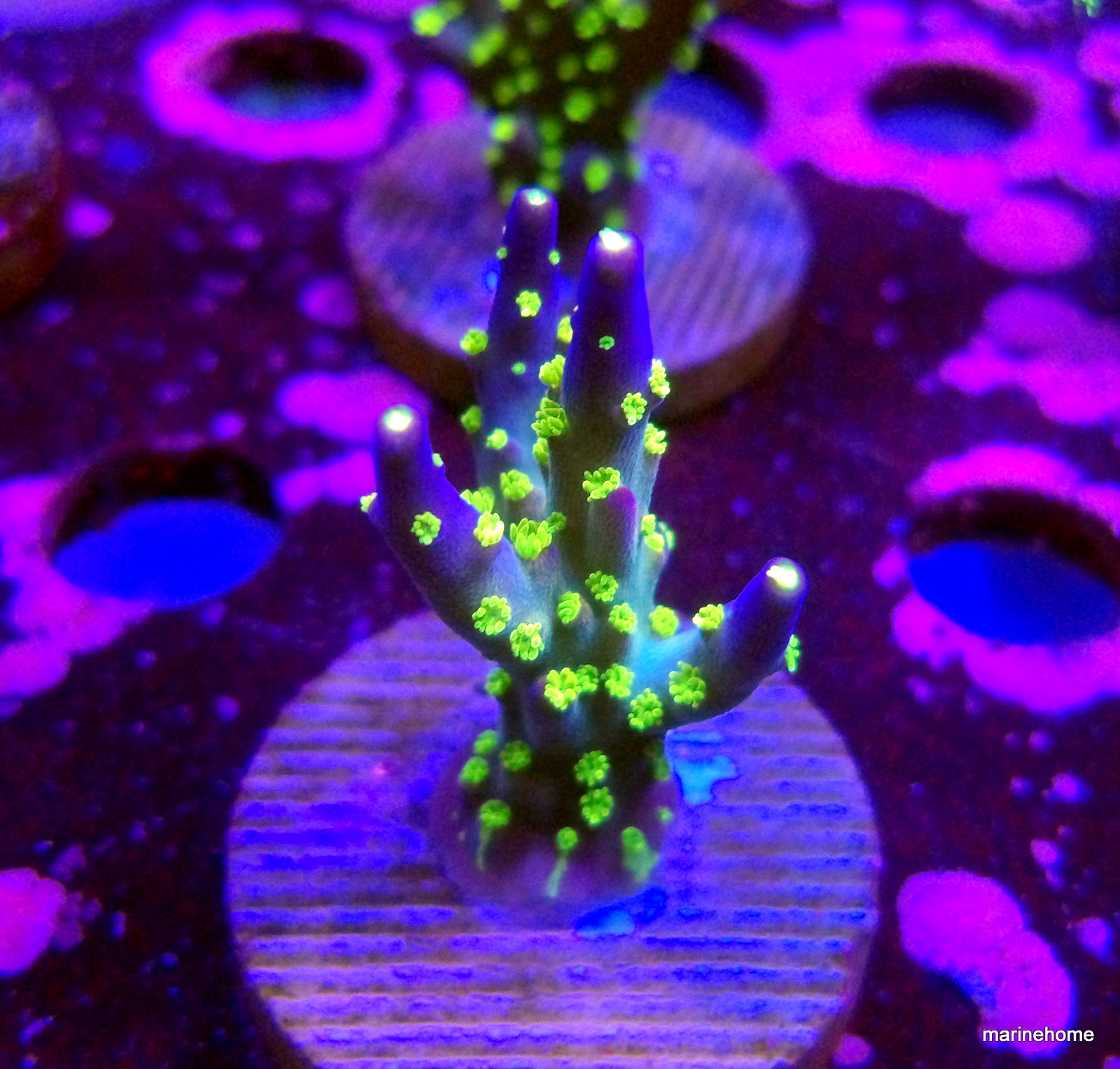 KODAK Digital Still Camera