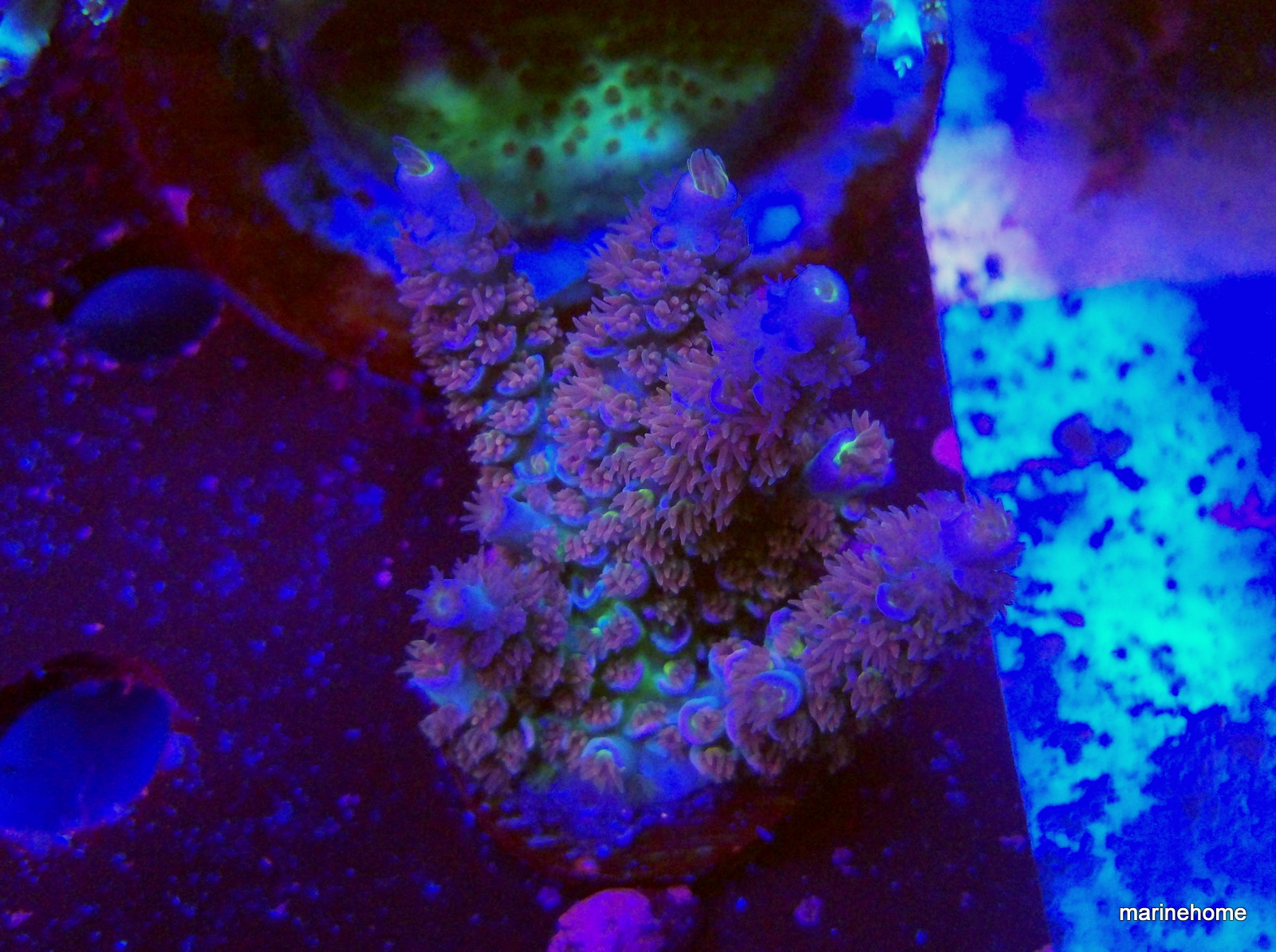 KODAK Digital Still Camera