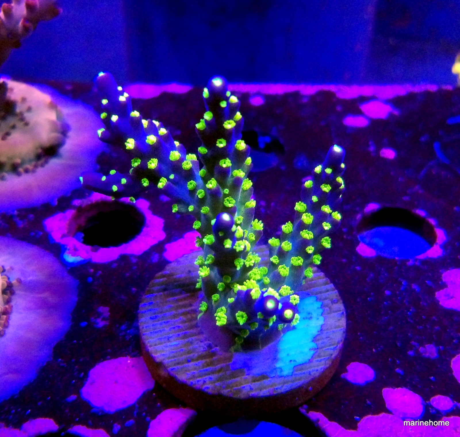 KODAK Digital Still Camera