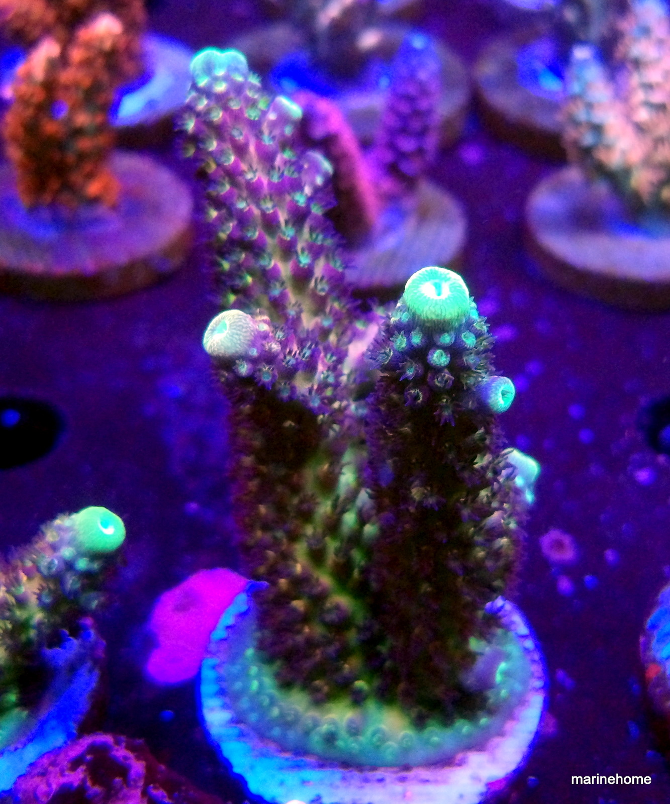 KODAK Digital Still Camera