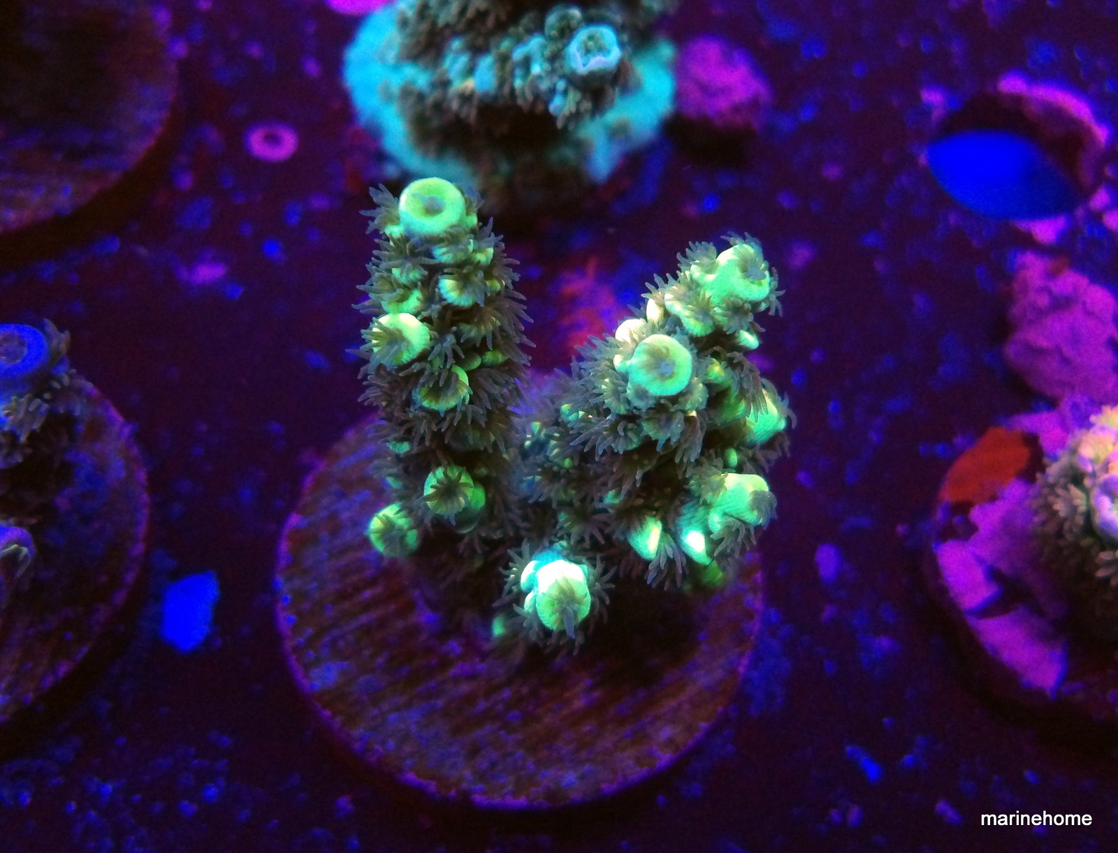 KODAK Digital Still Camera