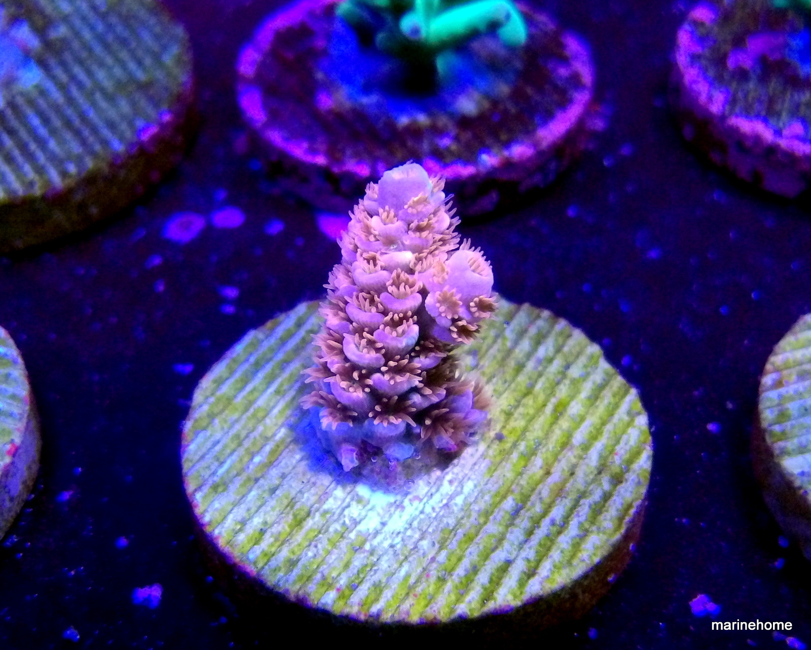 KODAK Digital Still Camera