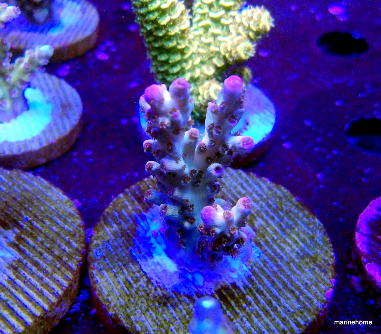 KODAK Digital Still Camera