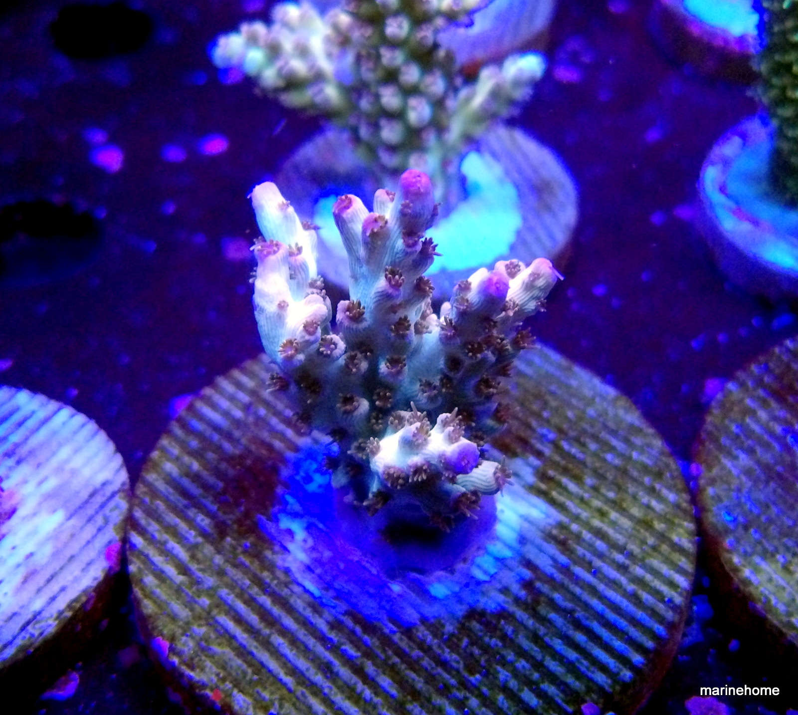 KODAK Digital Still Camera