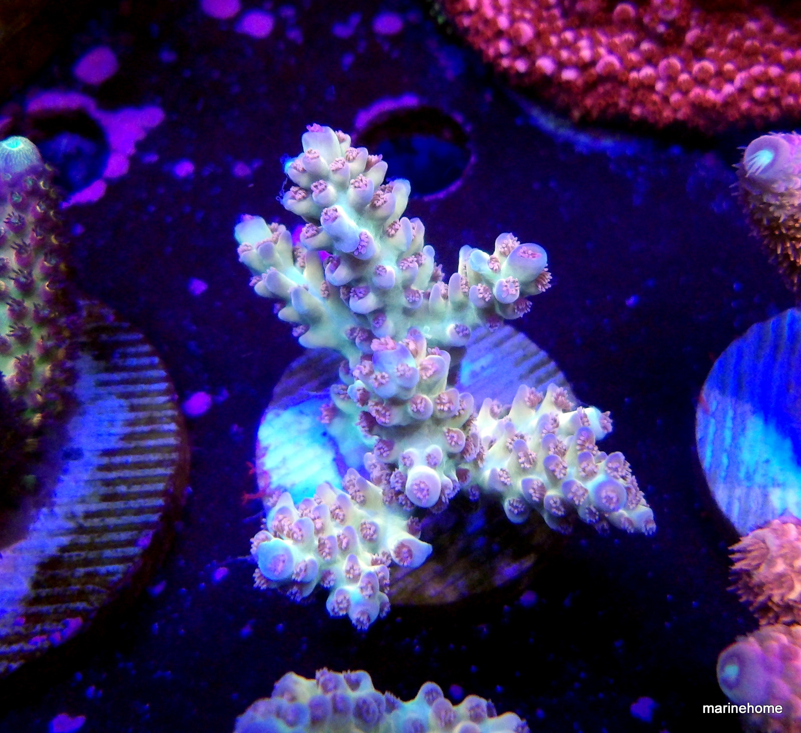 KODAK Digital Still Camera