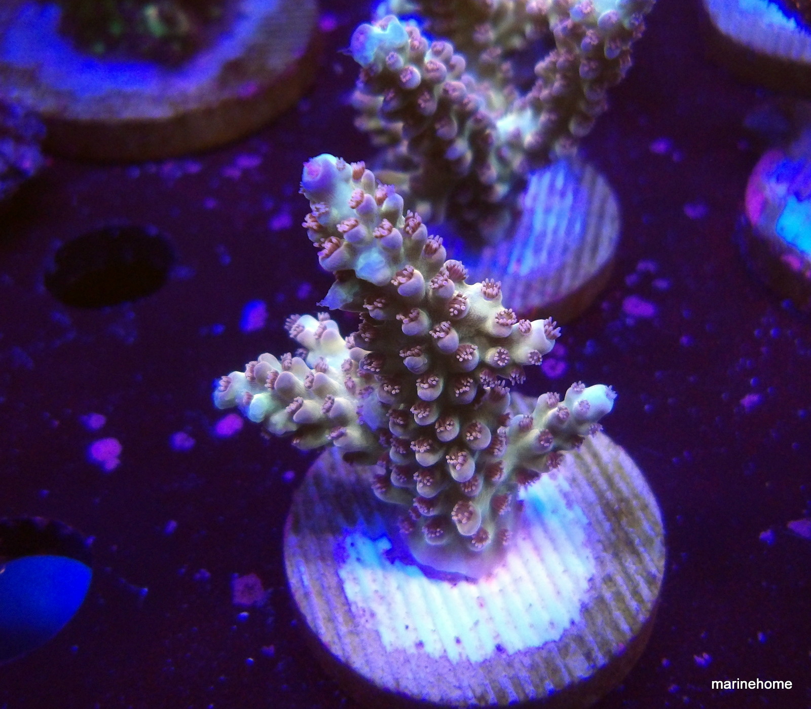 KODAK Digital Still Camera