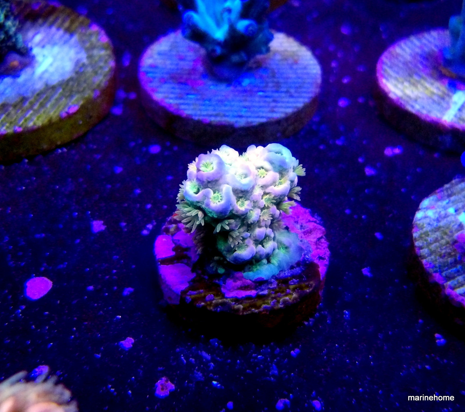 KODAK Digital Still Camera