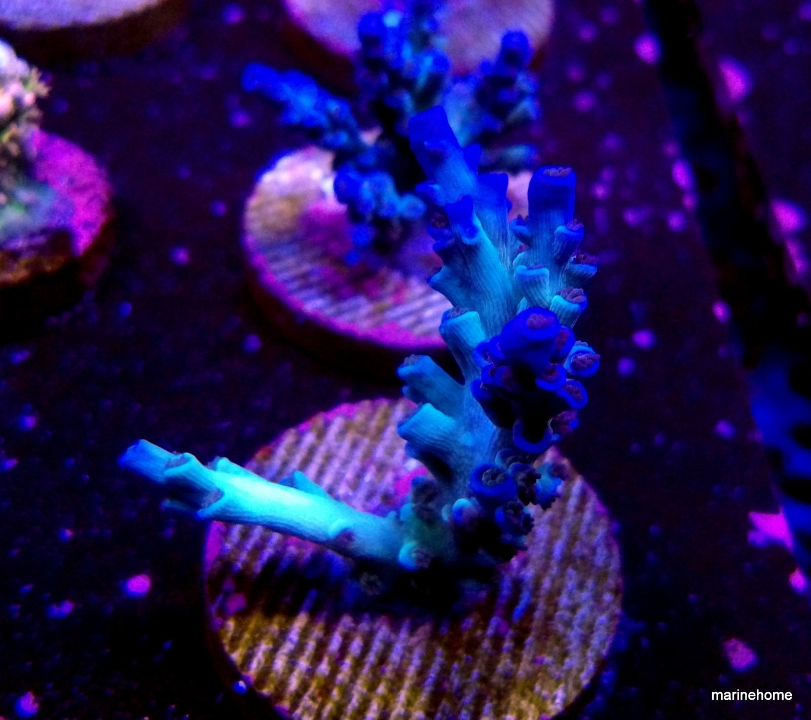 KODAK Digital Still Camera