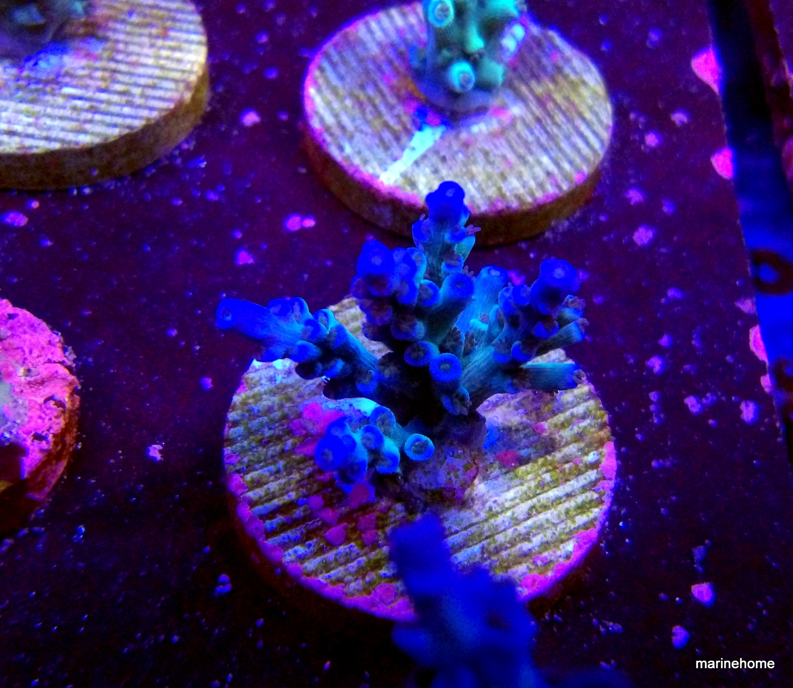 KODAK Digital Still Camera