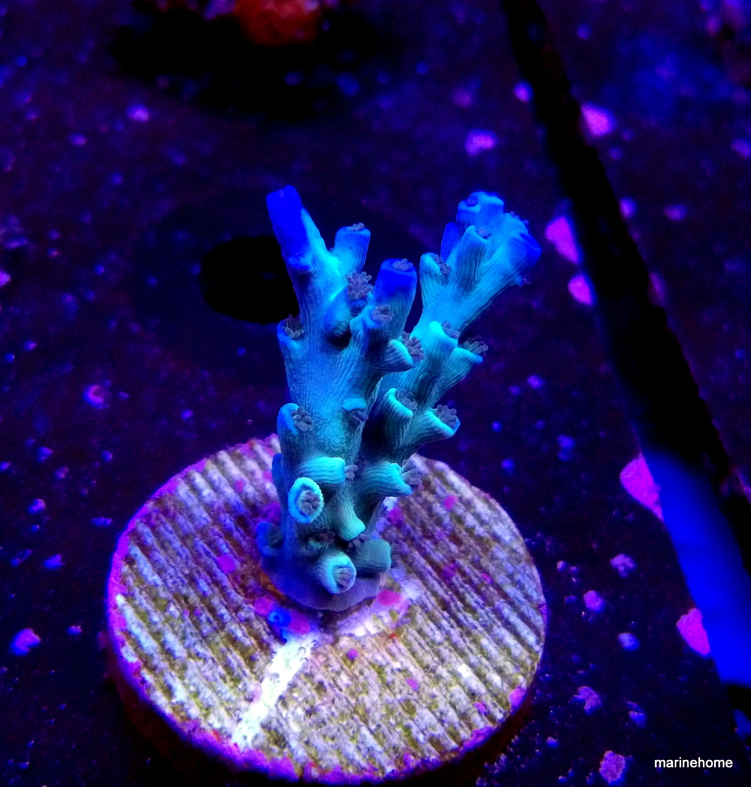 KODAK Digital Still Camera