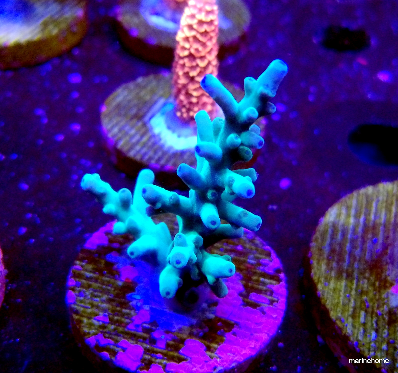 KODAK Digital Still Camera