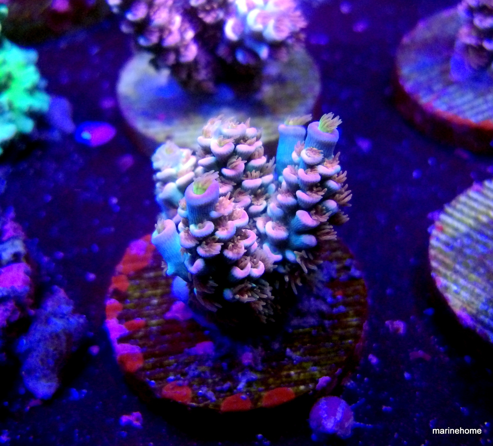 KODAK Digital Still Camera