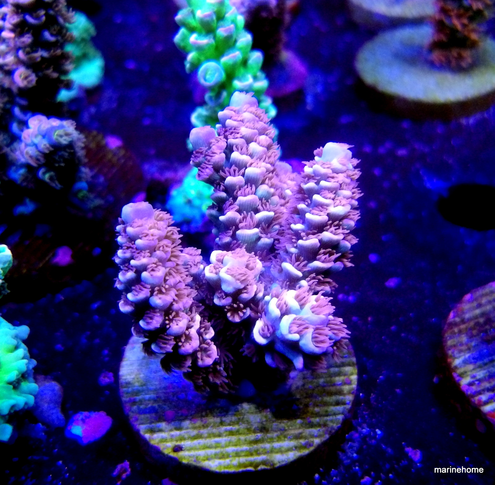 KODAK Digital Still Camera