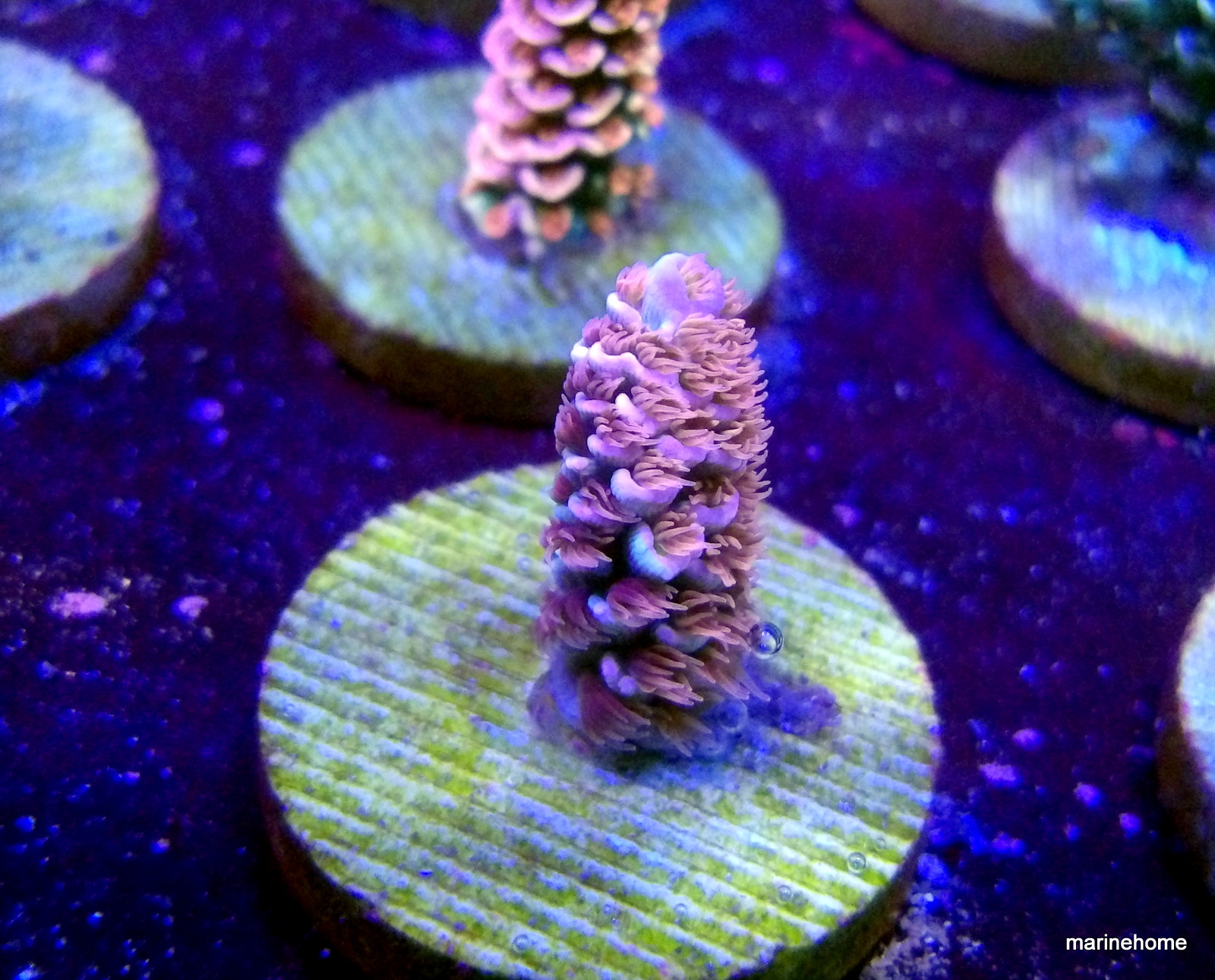 KODAK Digital Still Camera