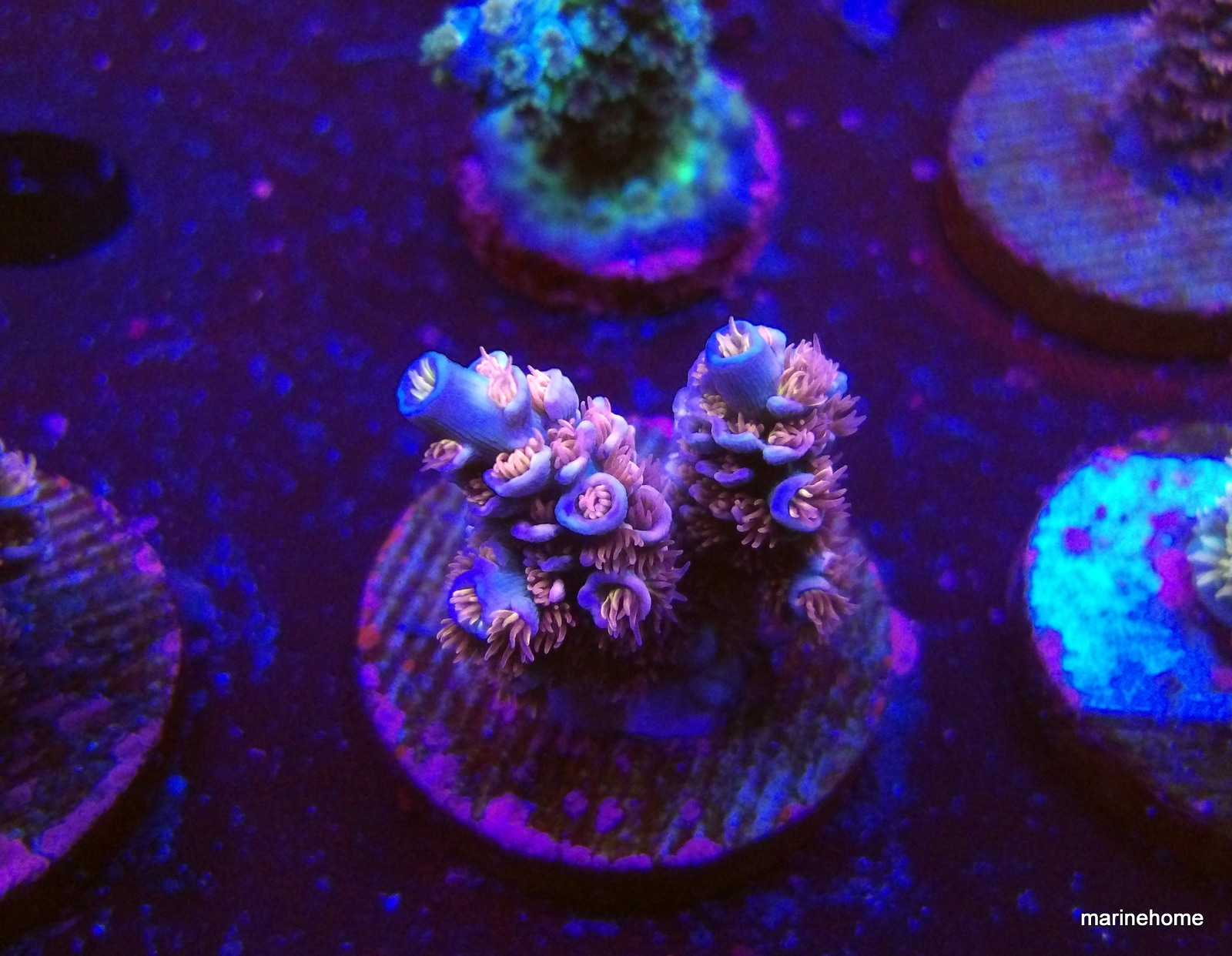 KODAK Digital Still Camera