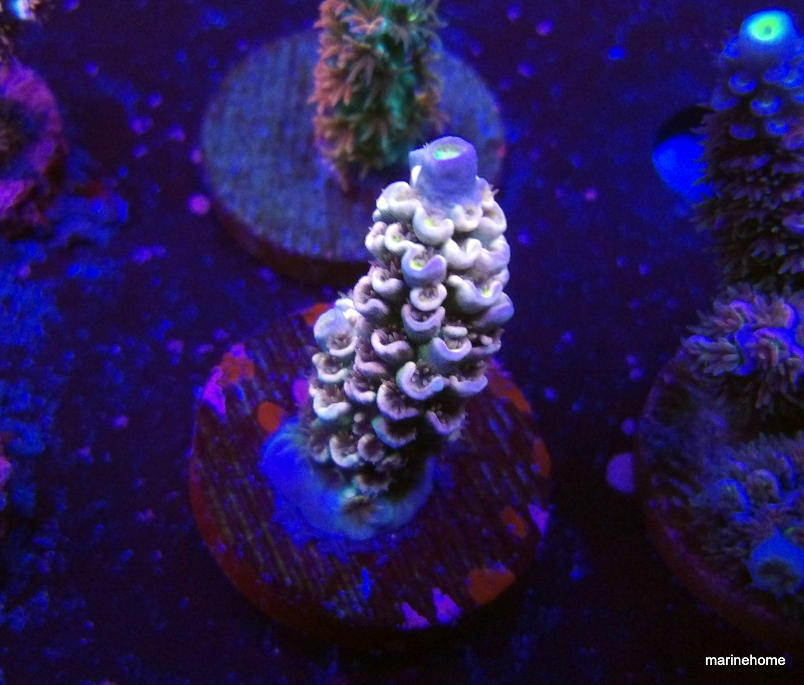 KODAK Digital Still Camera