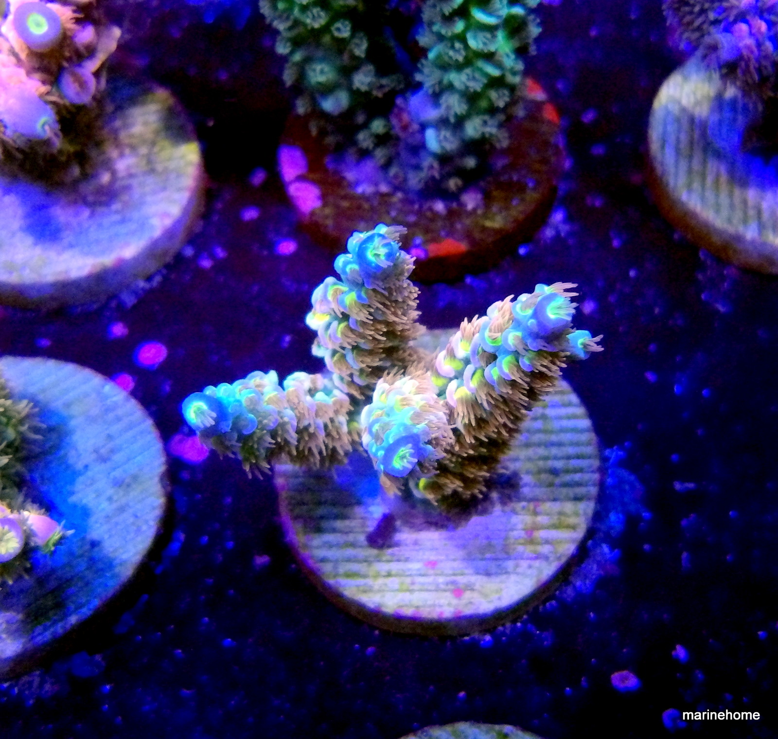 KODAK Digital Still Camera