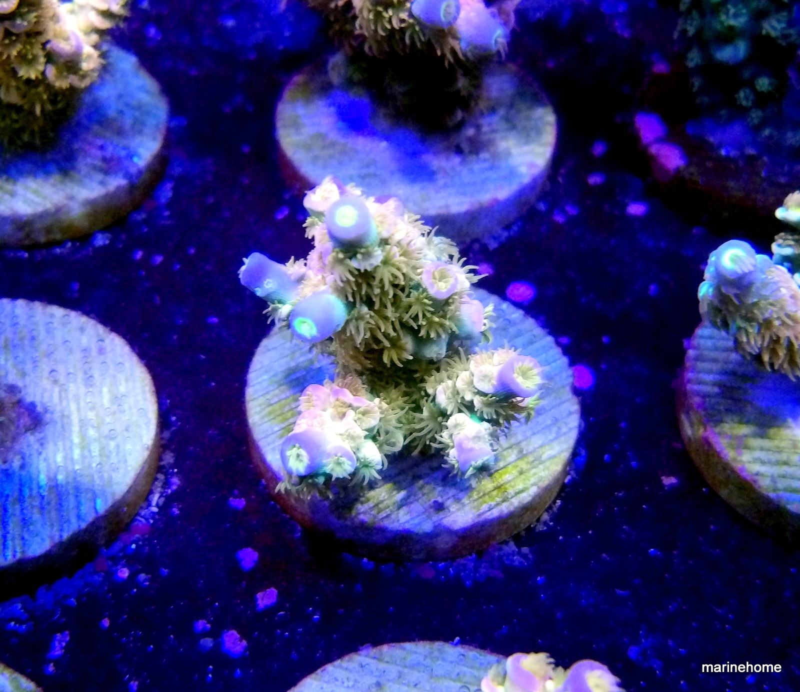 KODAK Digital Still Camera