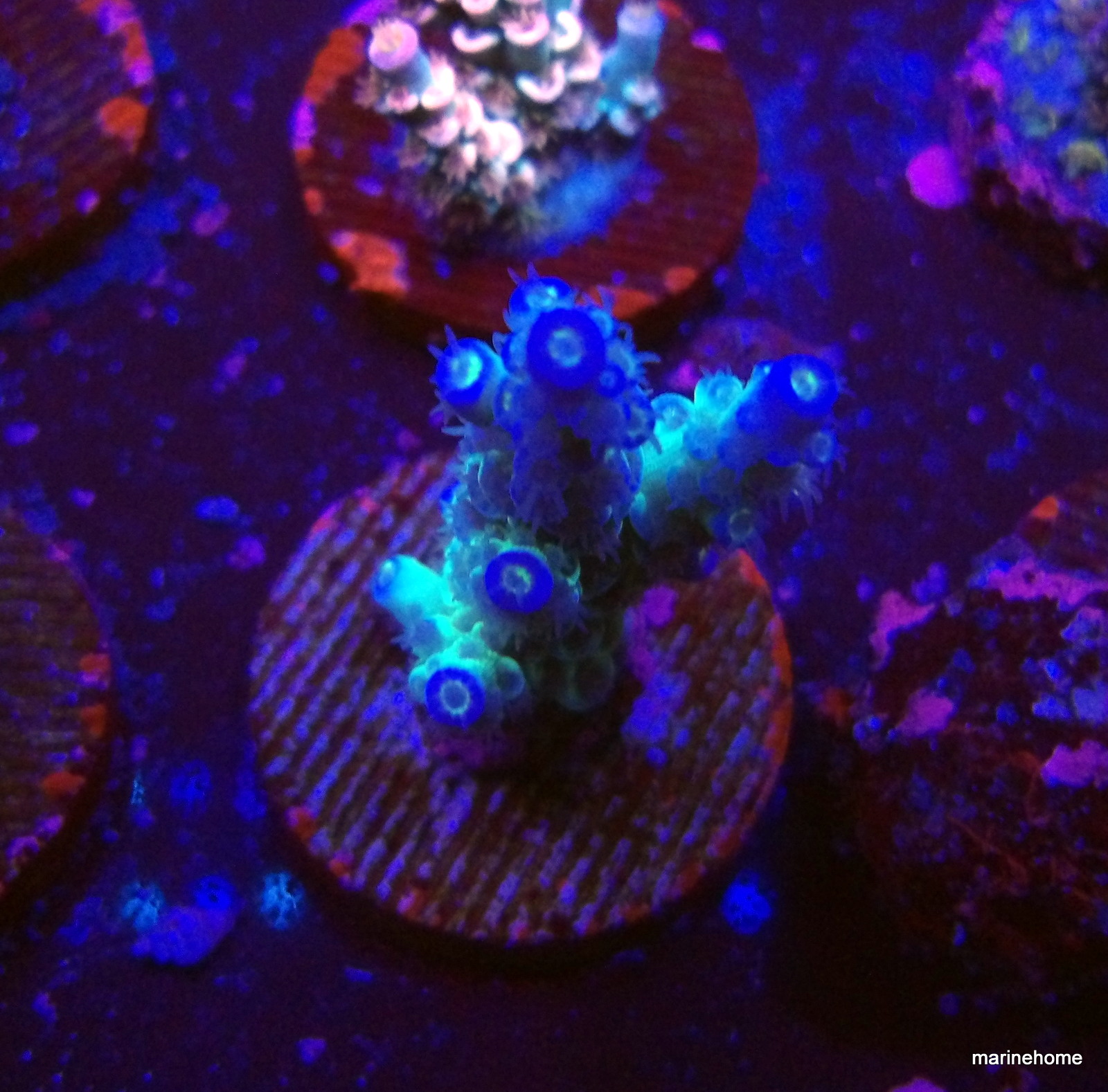 KODAK Digital Still Camera