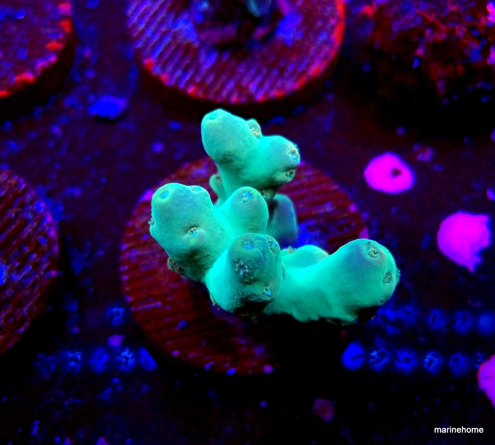 KODAK Digital Still Camera