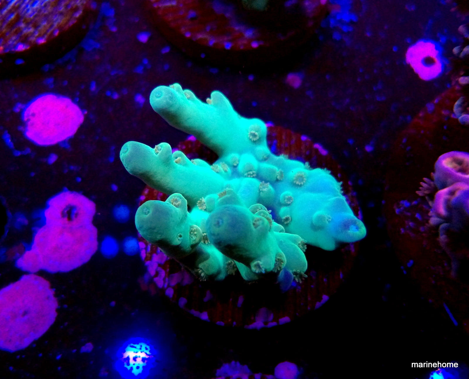 KODAK Digital Still Camera