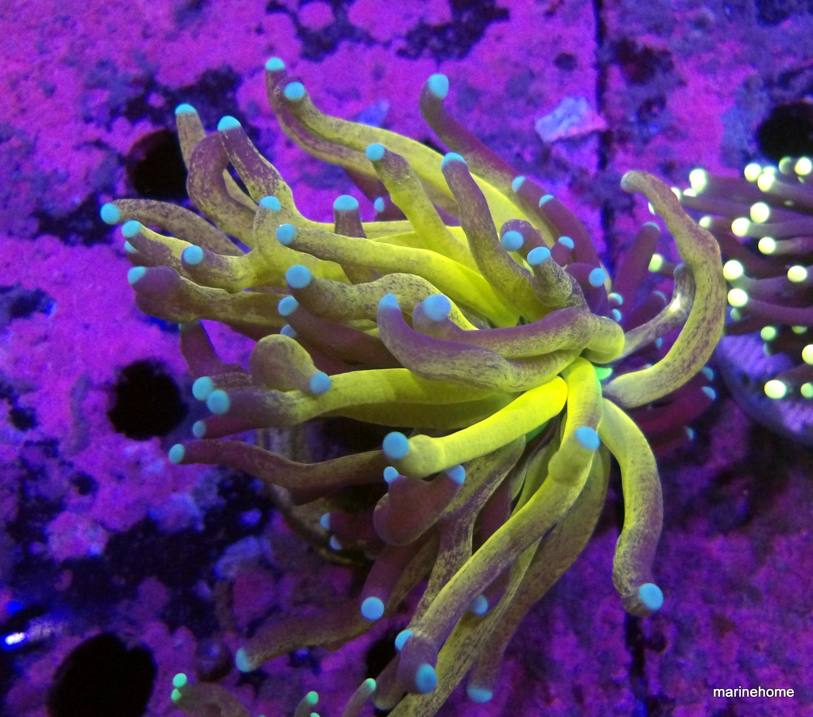 KODAK Digital Still Camera